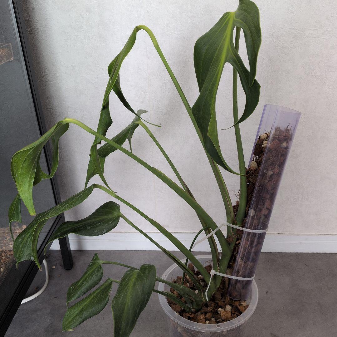 モンステラ デリシオーサ バールマルクスフレーム メルカリ便