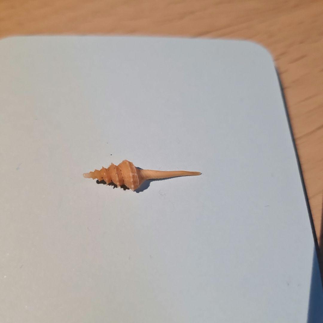 貝殻 Coluzea Groschi