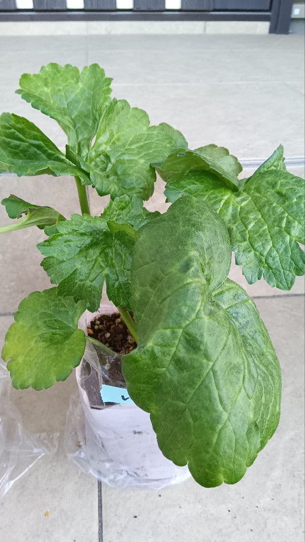 レオンreon　ラナンキュラスラックス　2苗セット