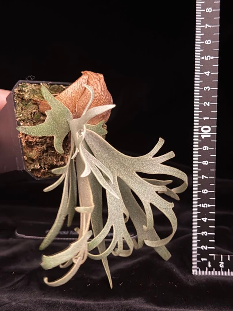 ビカクシダ p.willinckii Totoro sporeling special