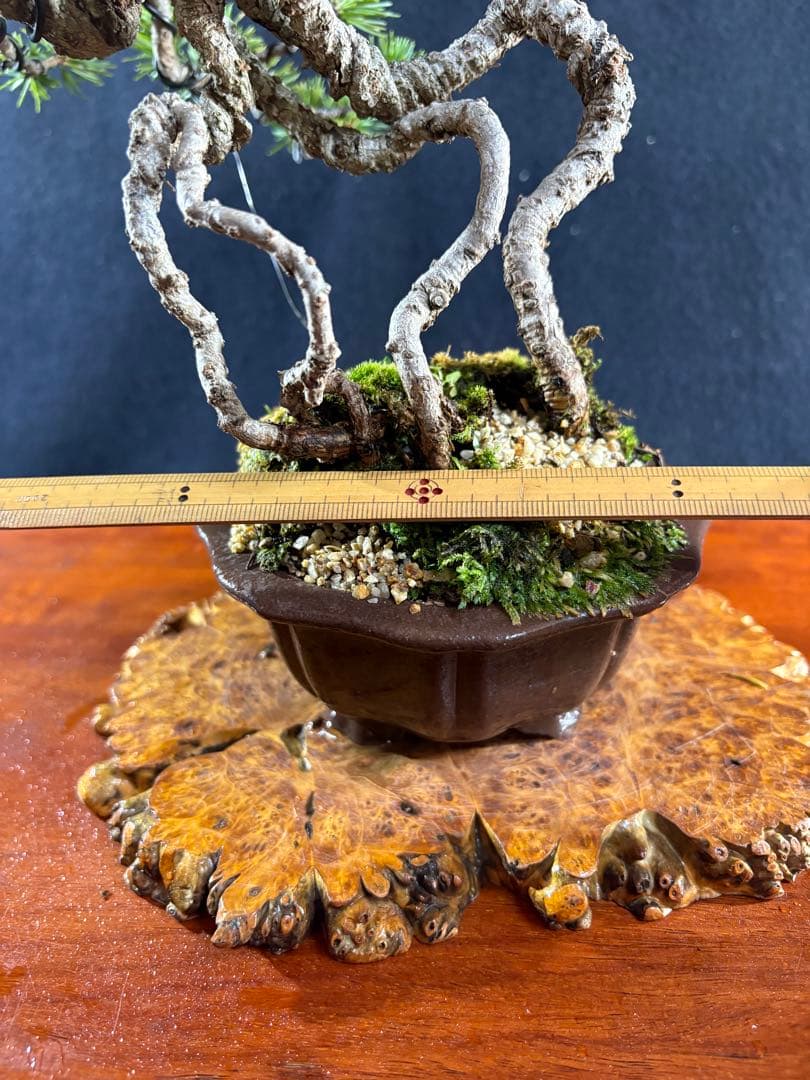 貴風盆栽、赤石五葉松、根上がり 懸崖作り、実生40年強 medabon