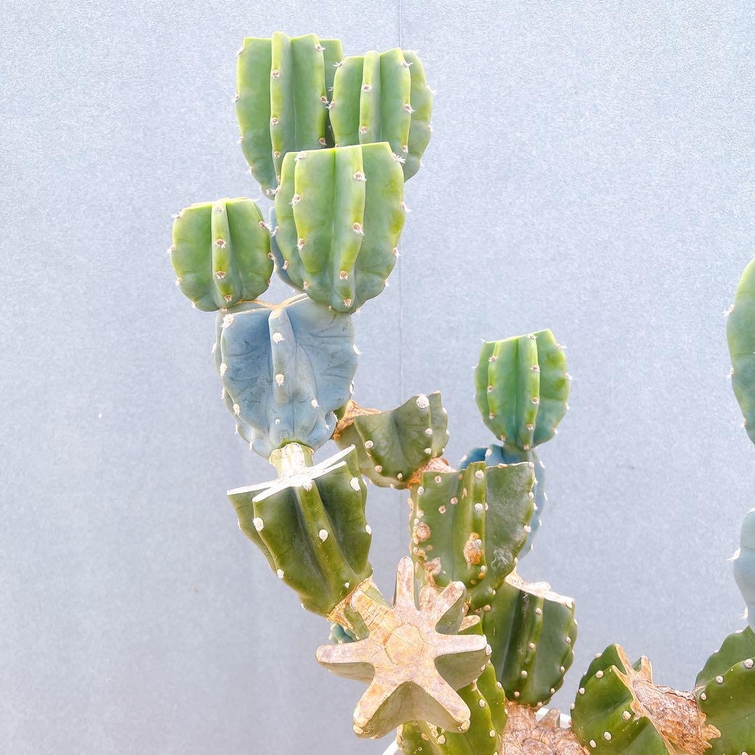 現品　サボテン　柱サボテン　ブランチ　鬼面角　1番　特大　ドライガーデン