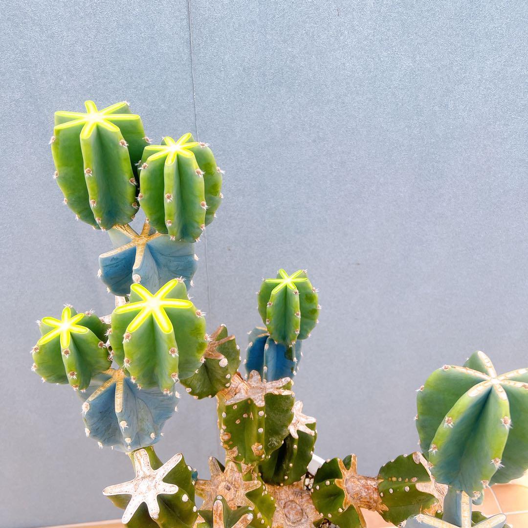 現品　サボテン　柱サボテン　ブランチ　鬼面角　1番　特大　ドライガーデン