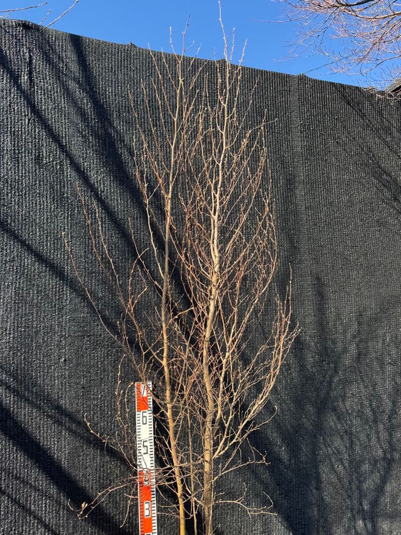 ヒメシャラ　株立ち　【品番3549】