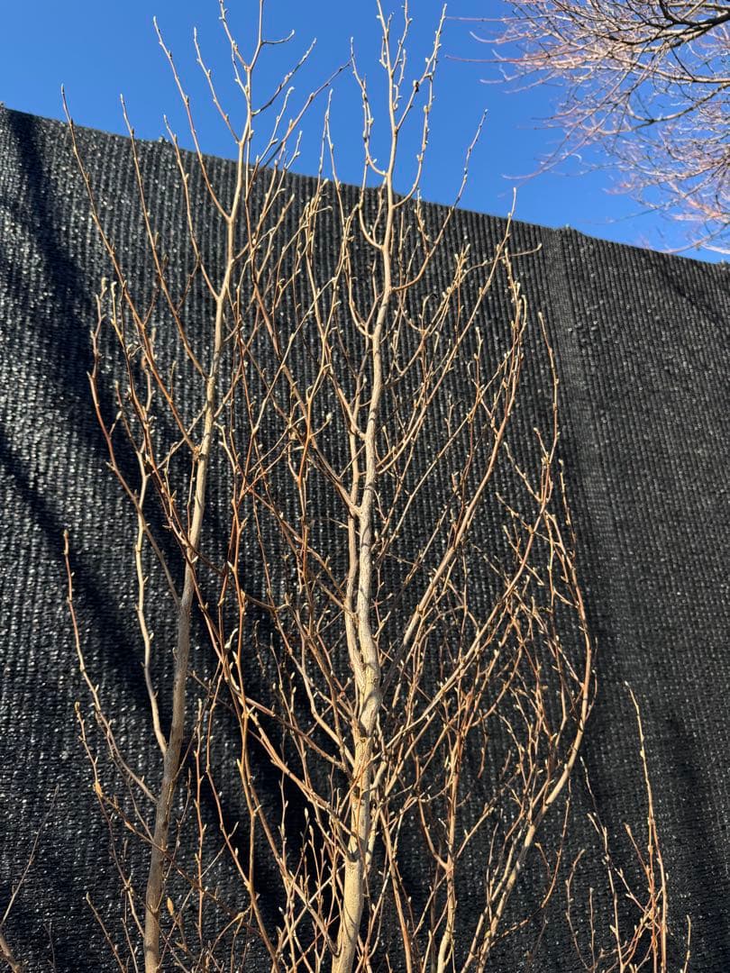 ヒメシャラ　株立ち　【品番3549】