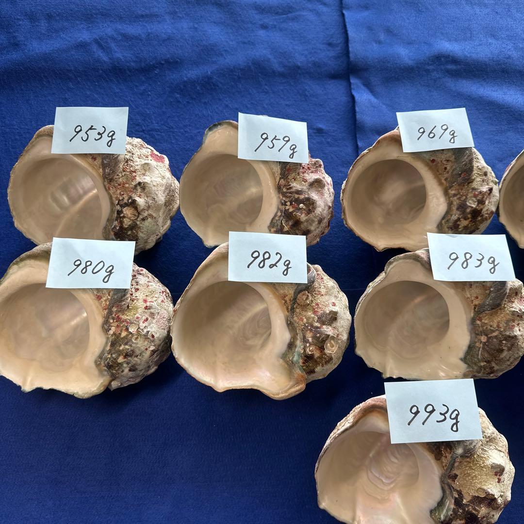 夜光貝　ヤコウ貝　まとめ売り　11個　10、7kg アクセサリー　ルアー