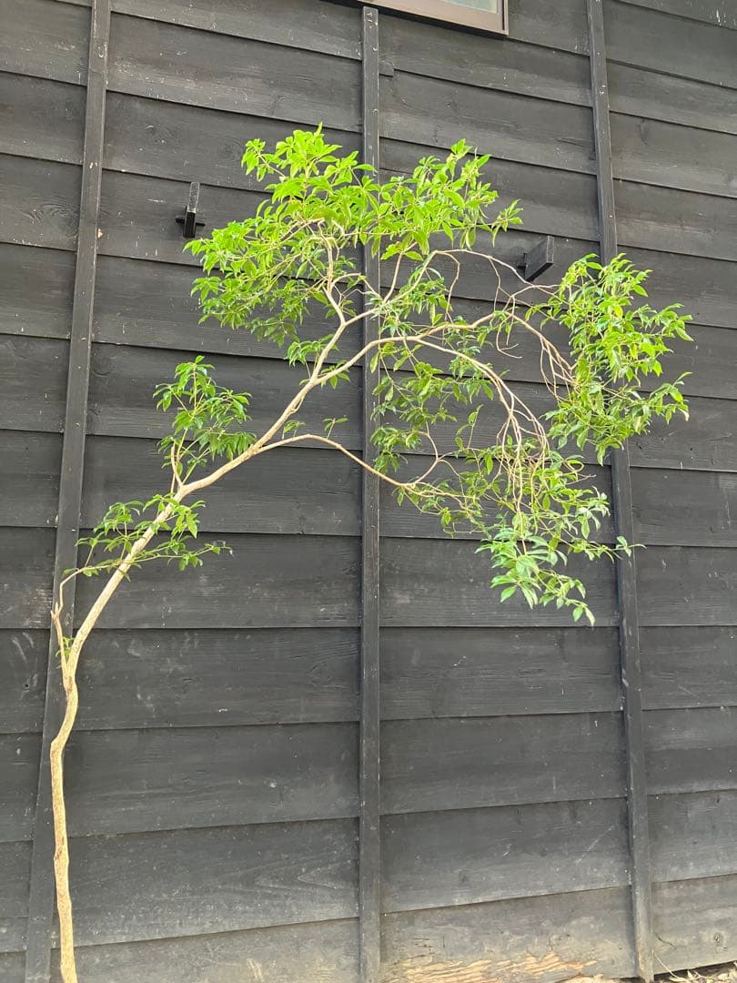 5 山採り　アセビ