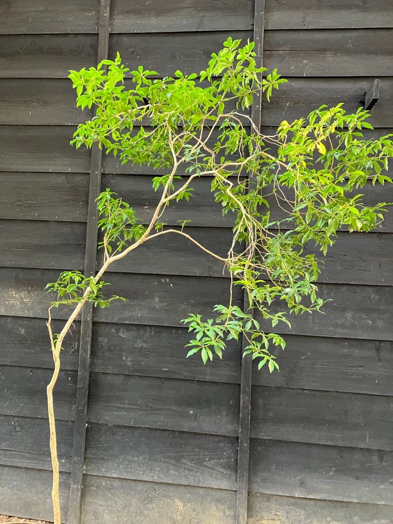 5 山採り　アセビ