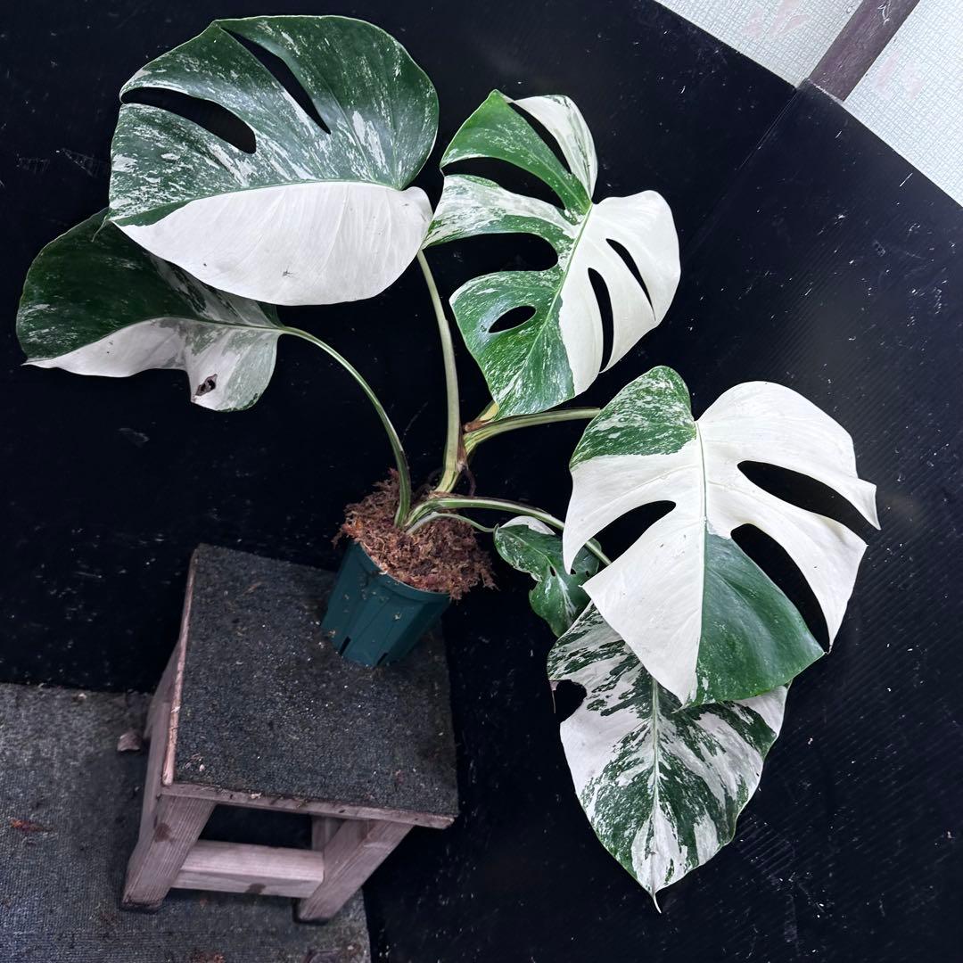 梅*様 斑入りモンステラ ホワイトタイガー極美大株54cm白斑多
