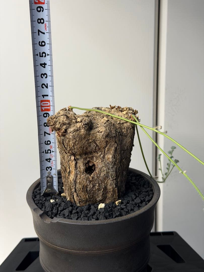 ペラルゴニウム トリステ　大きめ株