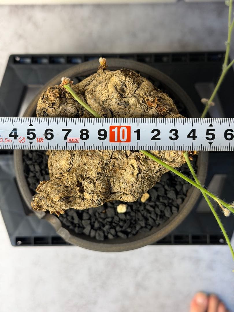 ペラルゴニウム トリステ　大きめ株