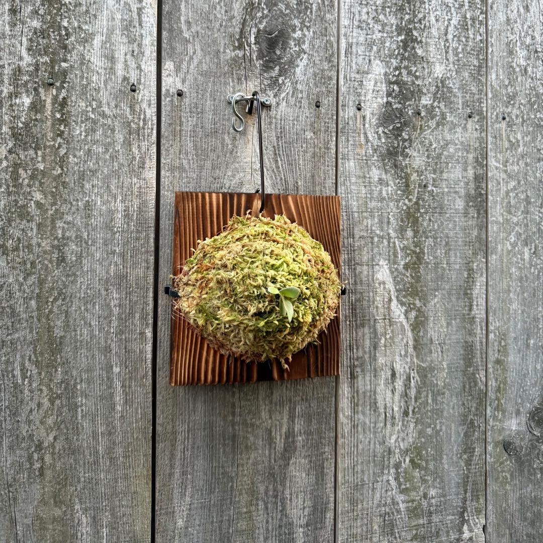 P.Triceratops (三角龍) pup ビカクシダ