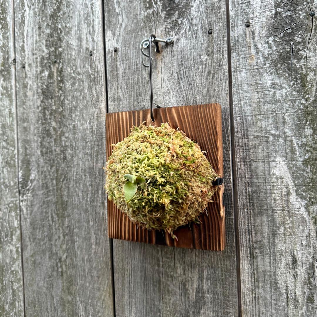 P.Triceratops (三角龍) pup ビカクシダ