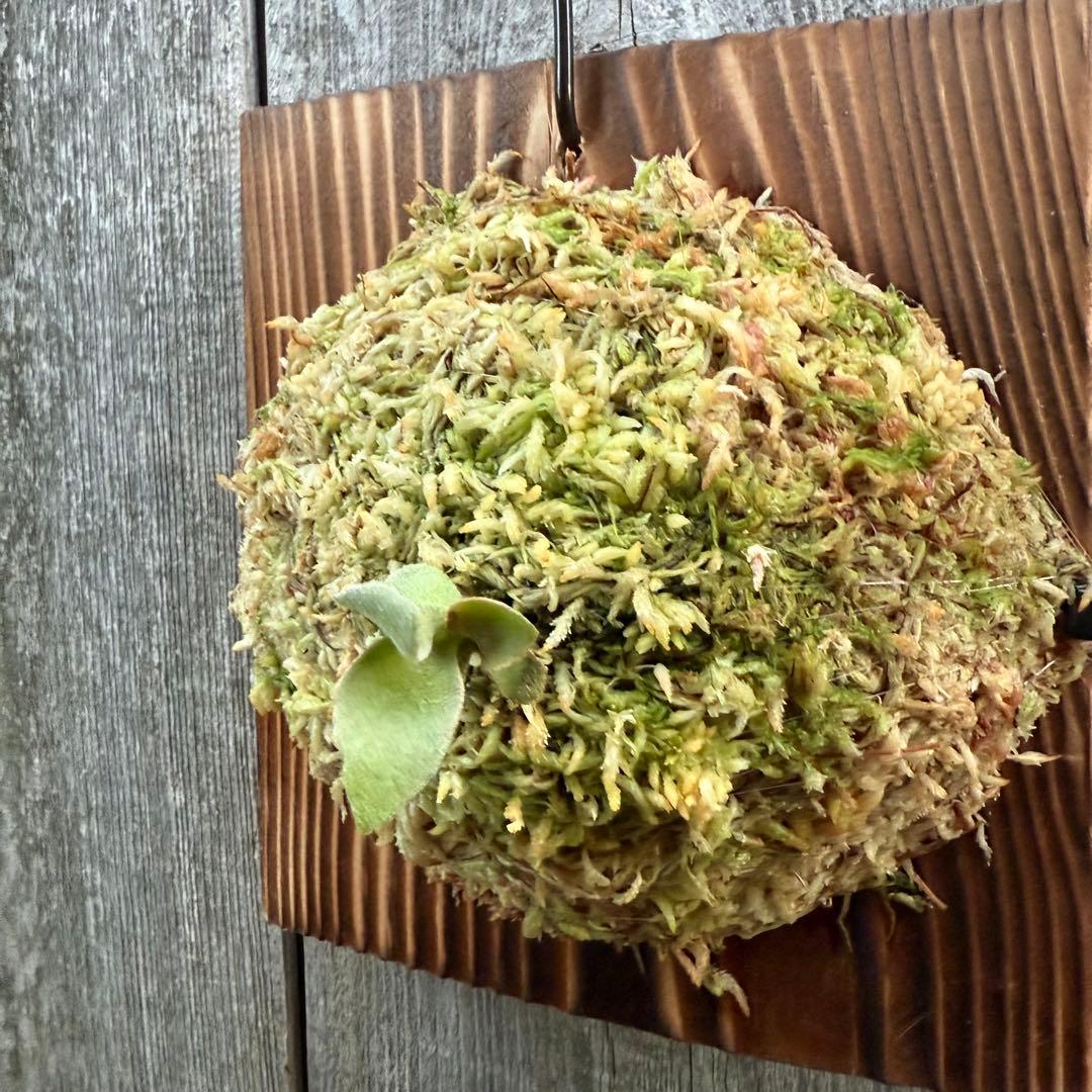 P.Triceratops (三角龍) pup ビカクシダ