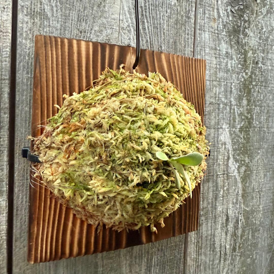 P.Triceratops (三角龍) pup ビカクシダ