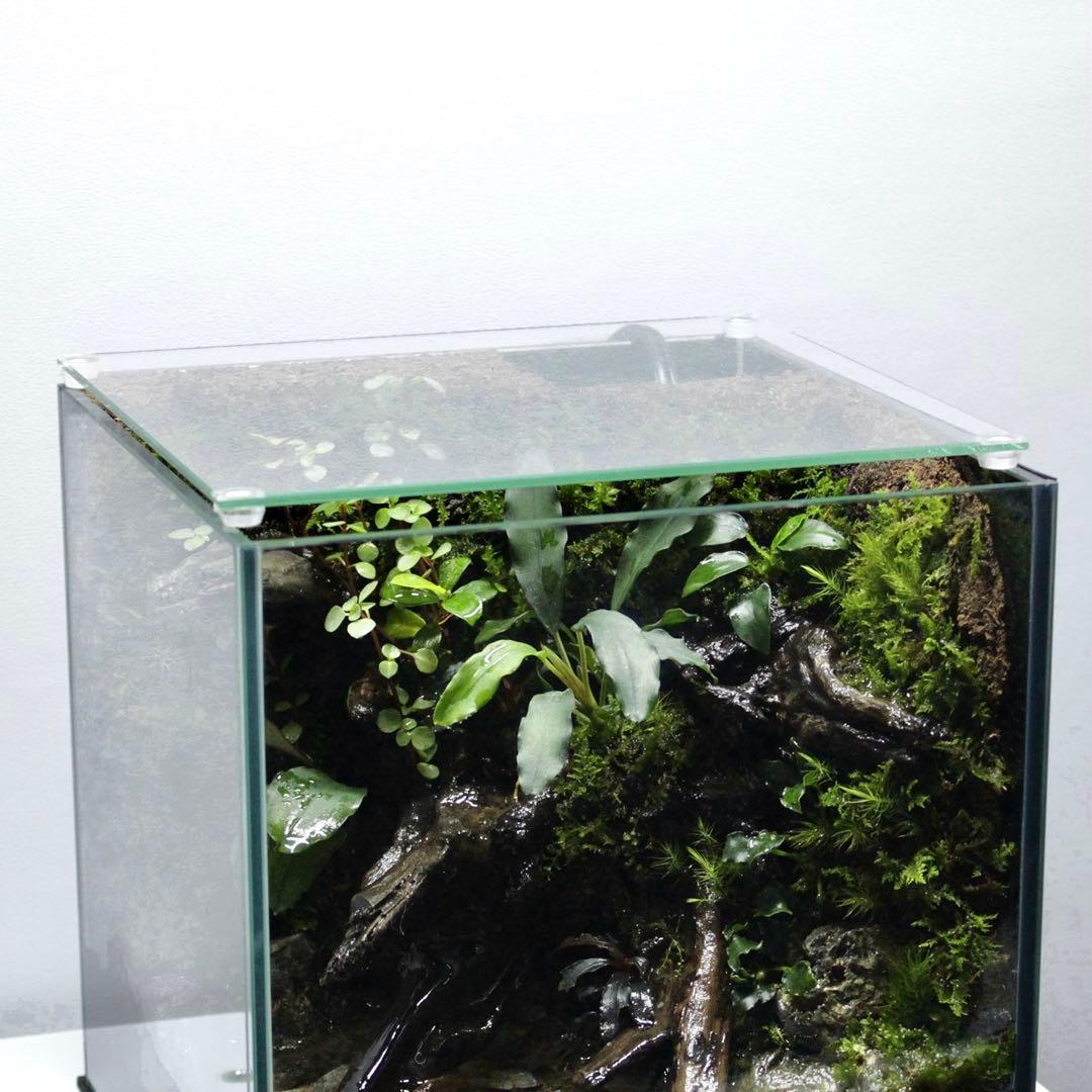 ざん　アクアテラリウム　レイアウト作品　195