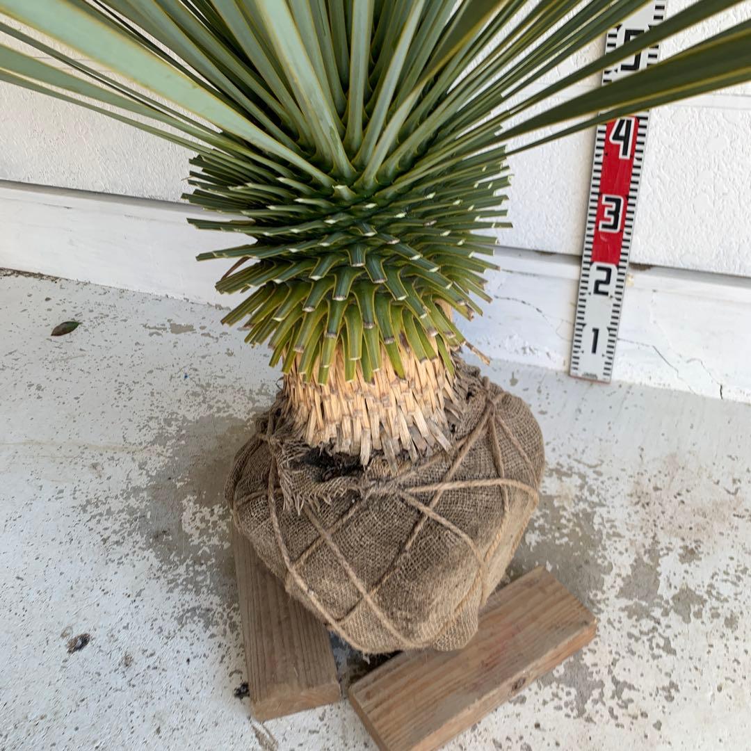 大株　ユッカロストラータ　約110cm 幹上がり　耐寒性　ドライガーデン　25