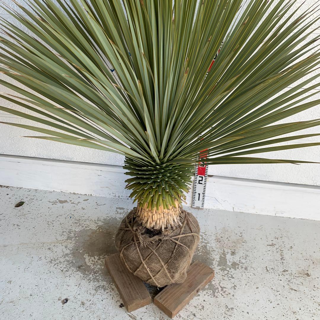 大株　ユッカロストラータ　約110cm 幹上がり　耐寒性　ドライガーデン　25