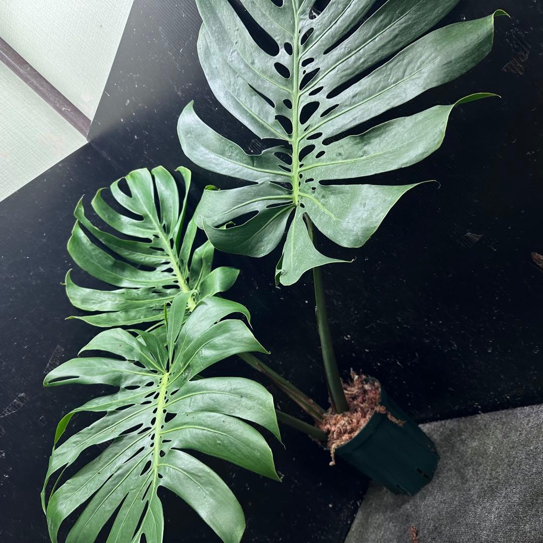 よ*君様 モンステラデリシオーサマクロコズム超希少系統鉢植え79㎝