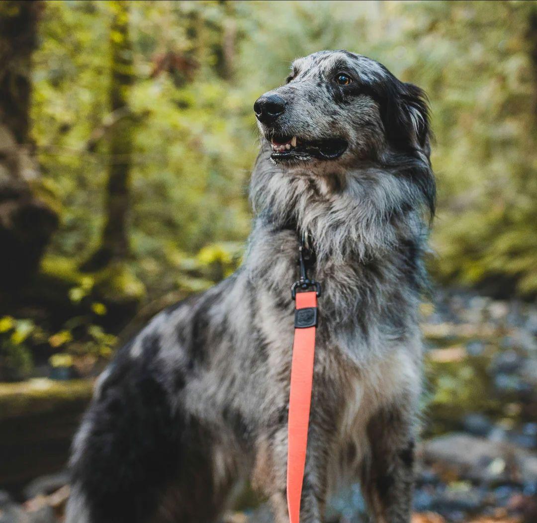 がっちゃん様　新品未使用　WILDERDOG 防水リード他セット販売