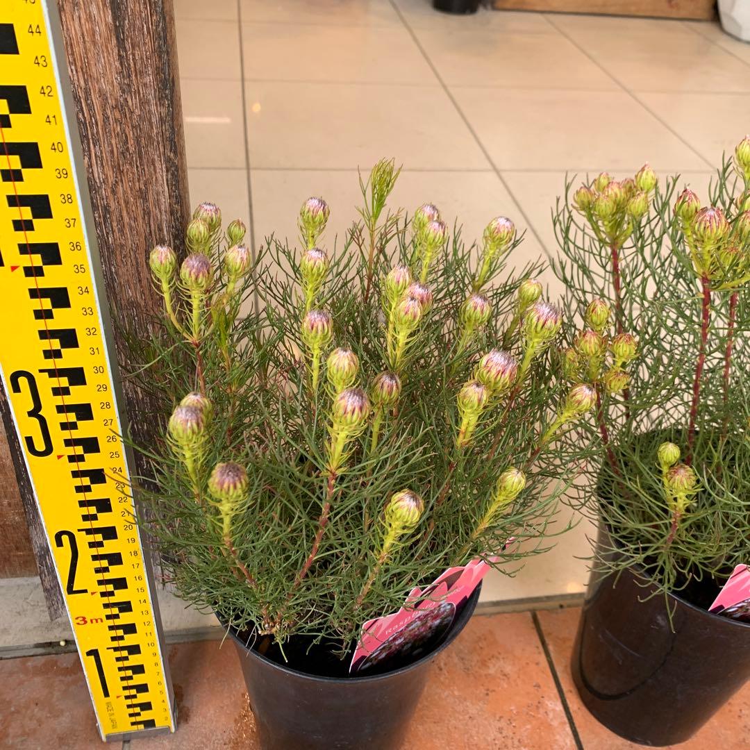 セルリア ラズベリーバースト 2個セット