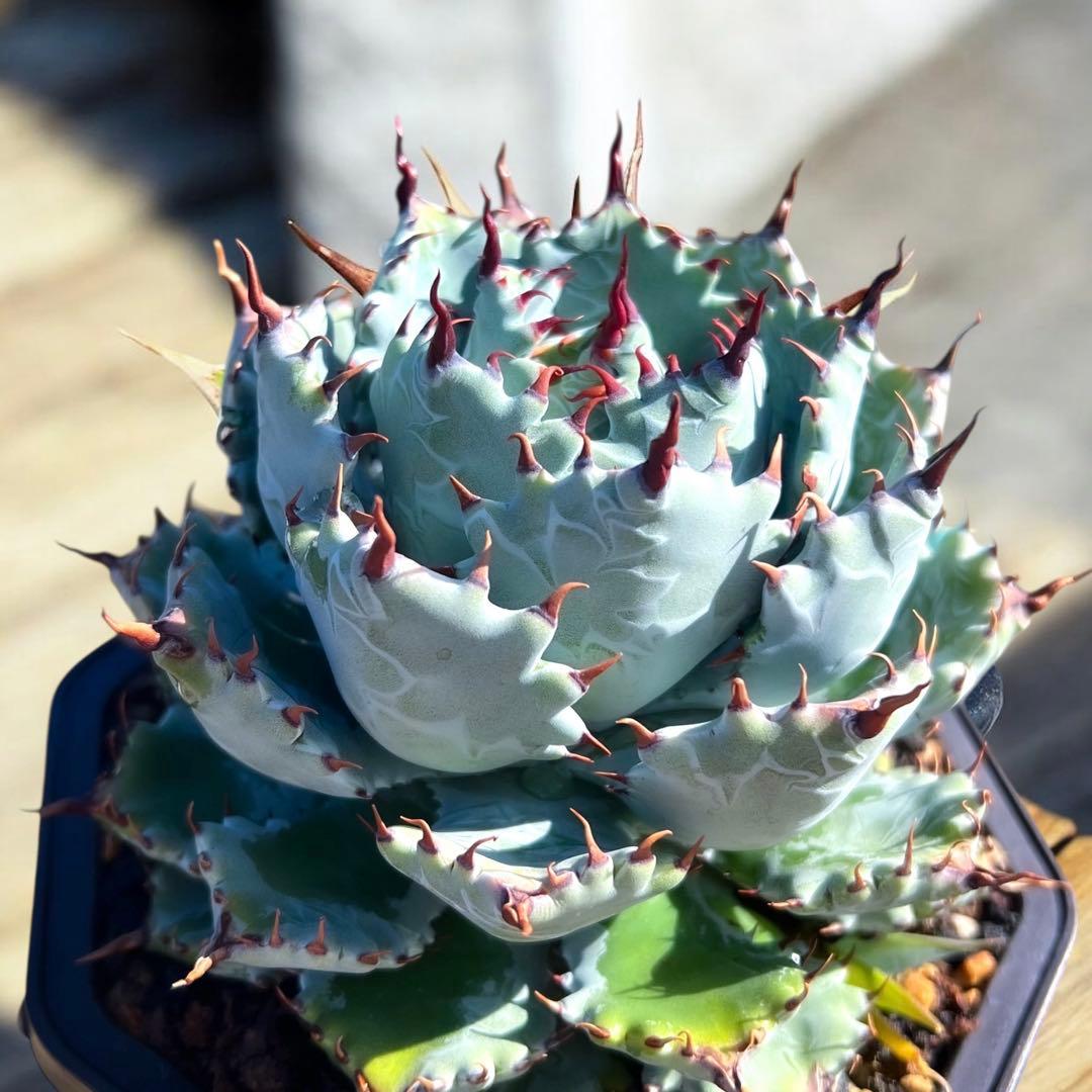 さ*良様 アガベ　イシスメンシス　ハイブリッド　大株