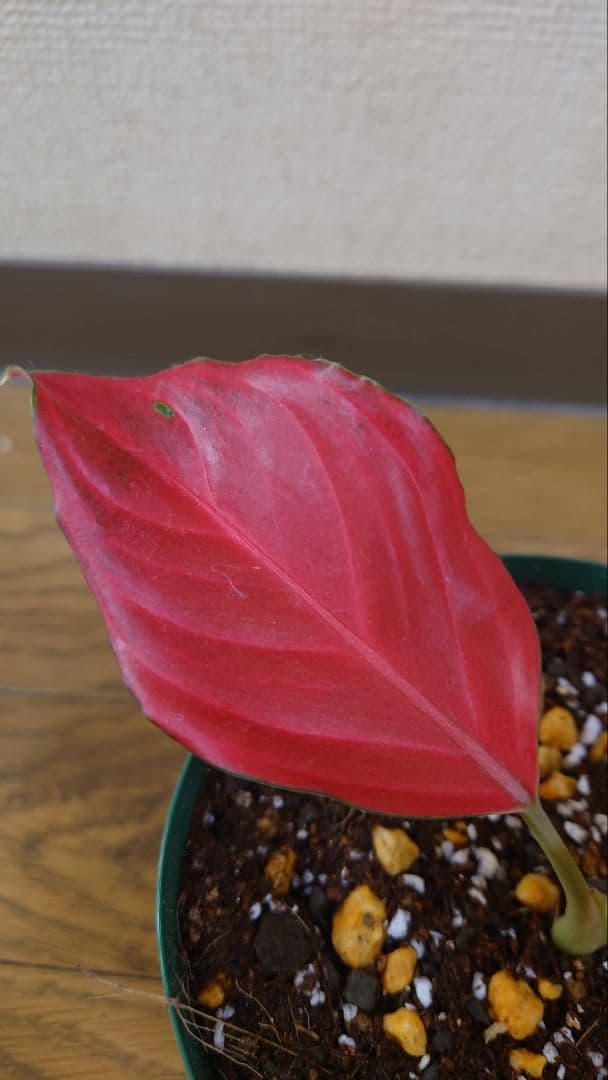 その他観葉植物 Aglaonema khan mak racha super red var