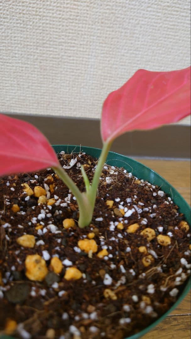 その他観葉植物 Aglaonema khan mak racha super red var