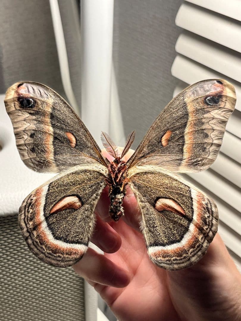 セクロピアサン モス蛾ガモルフォ蝶蛇トンボゼミセミ蝉蜻蛉標本