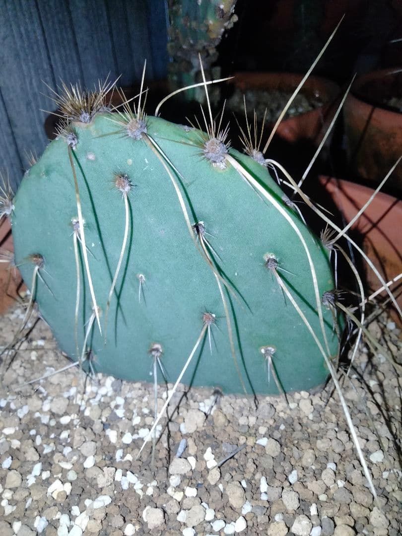 輸入苗 opuntia cv. curivispinus オプンチア サボテン