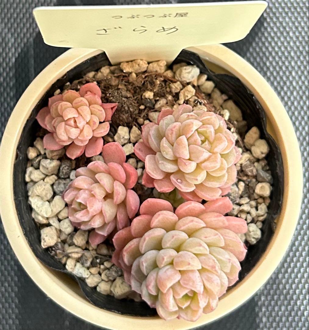 札付き❣️ ざらめ　スプリングワンダー×ケッセルリンギアナ　抜き苗　つぶつぶ屋さん