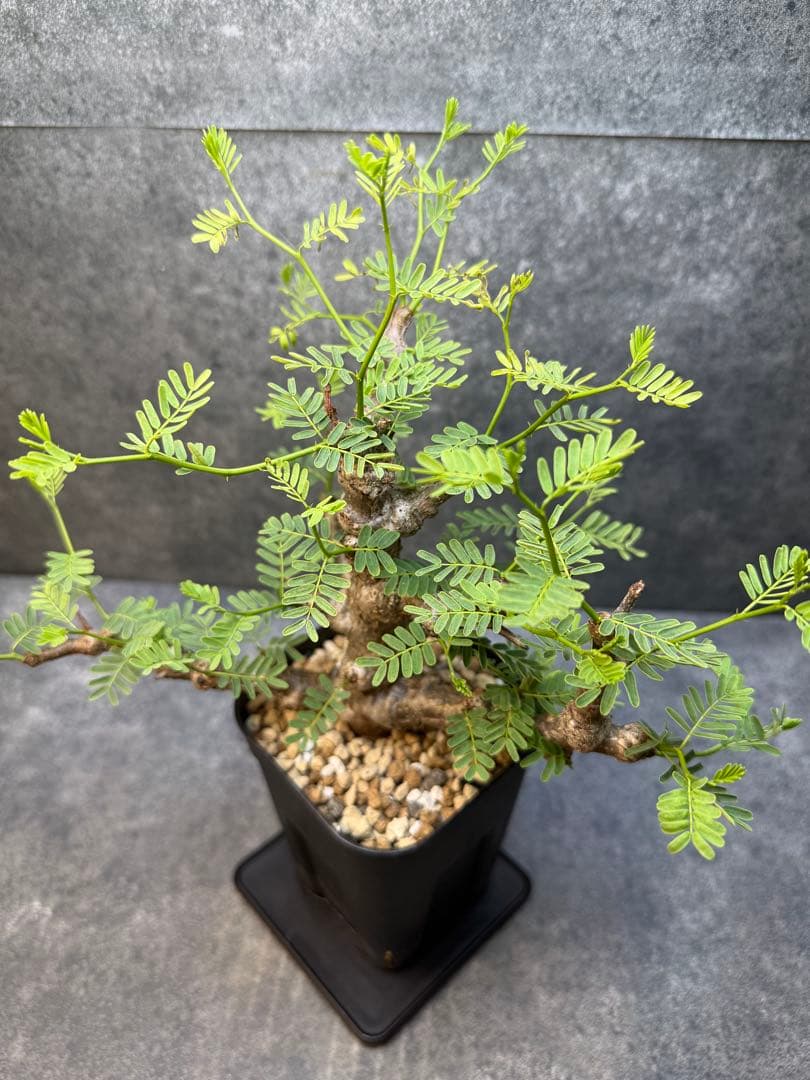 センナ　メリディオナリス　海外実生　発根済み　425