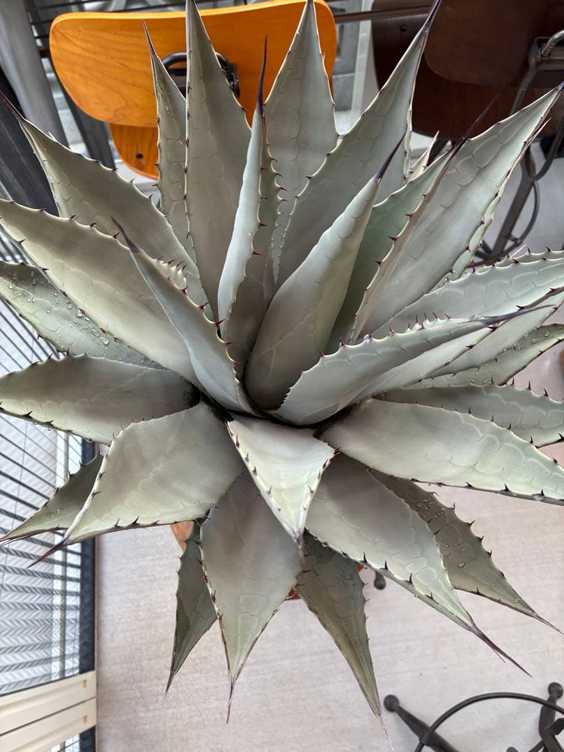 アガベ パリー　吉祥天　大株