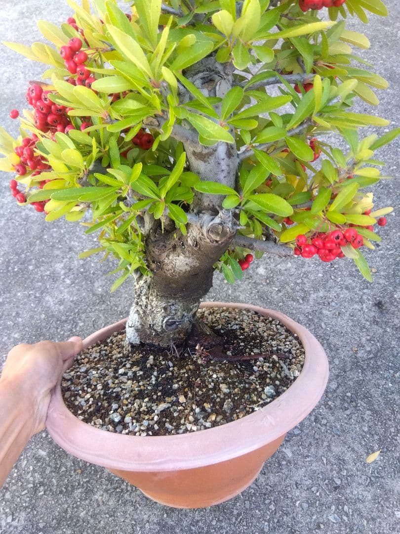 ピラカンサ　盆栽　10号鉢つき　特大❗　③