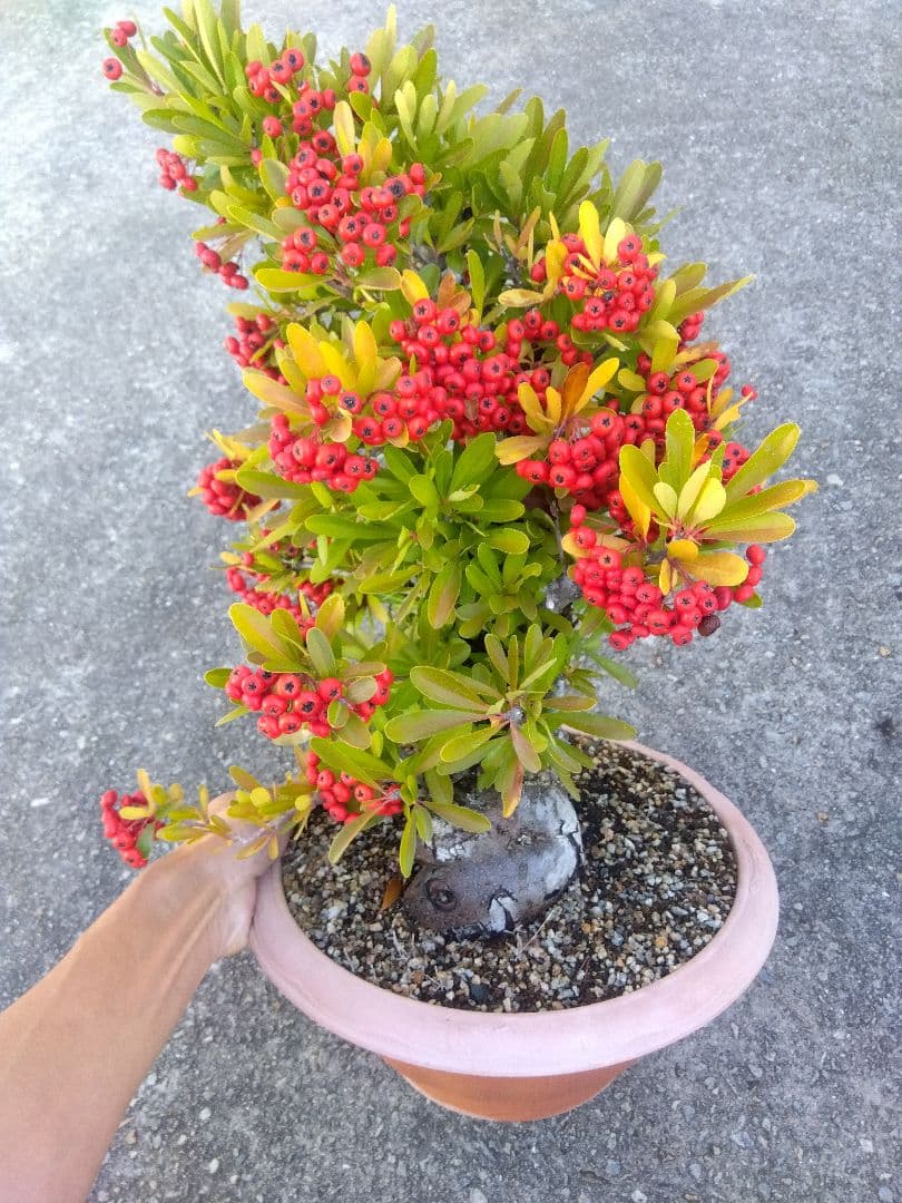 ピラカンサ　盆栽　10号鉢つき　特大❗　③