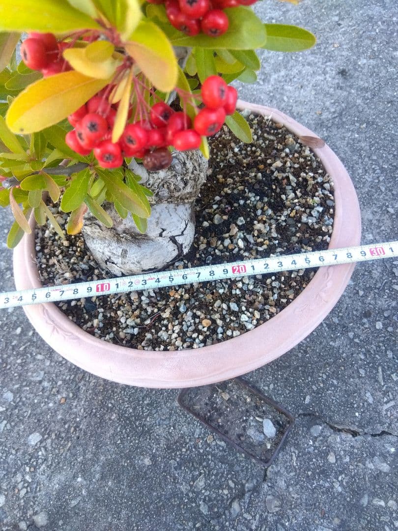 ピラカンサ　盆栽　10号鉢つき　特大❗　③