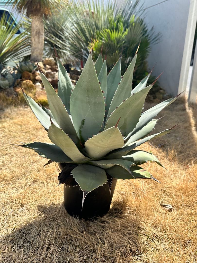 kurako　アガベ　トランカータ　大株40㎝　美株　パリ―