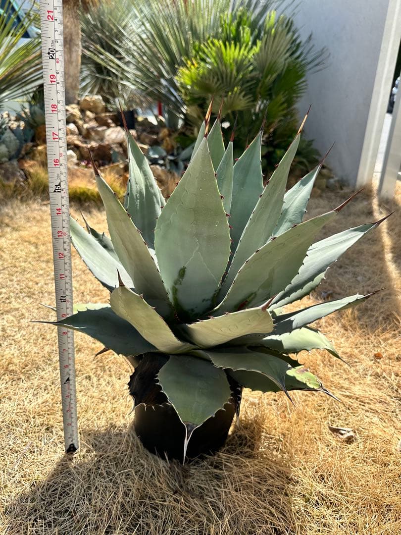 kurako　アガベ　トランカータ　大株40㎝　美株　パリ―