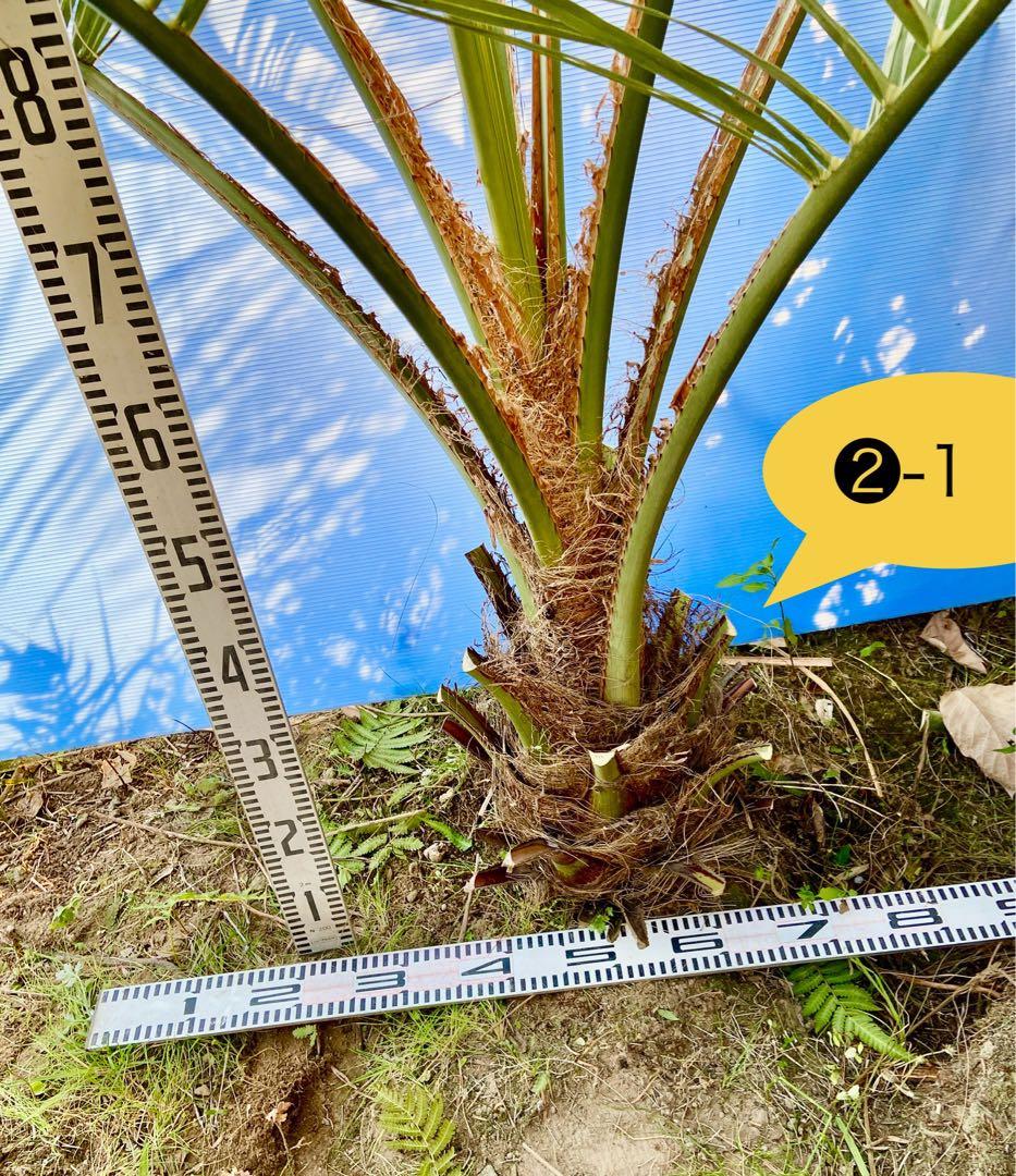 ❷-1 ココスヤシ　超耐寒性