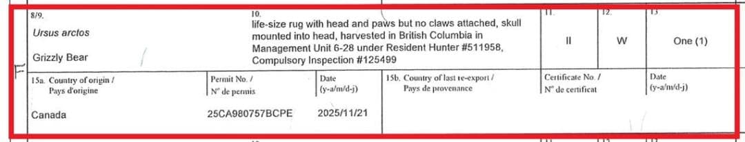 ★ 高品質 カナダ産 Grizzly ラグ　頭骨付　※CITES・登録票付