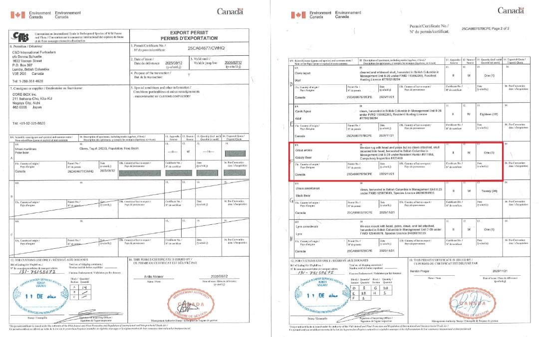 ★ 高品質 カナダ産 Grizzly ラグ　頭骨付　※CITES・登録票付