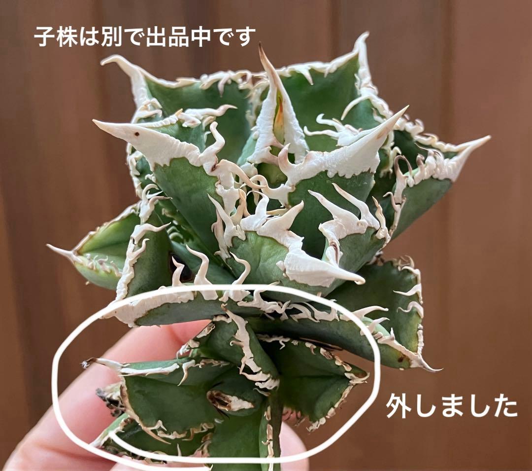【オークション】10 超選抜　美株　太棘　アガべ　チタノタ　白豪刺　TC