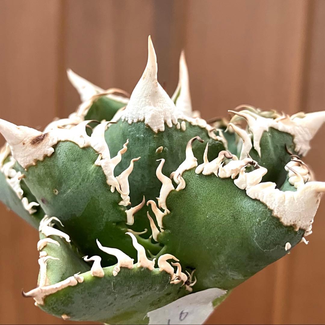 【オークション】10 超選抜　美株　太棘　アガべ　チタノタ　白豪刺　TC