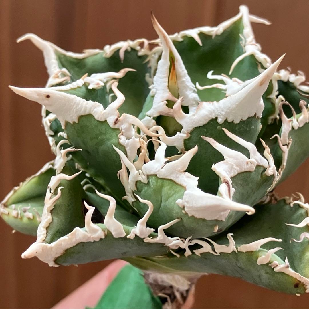 【オークション】10 超選抜　美株　太棘　アガべ　チタノタ　白豪刺　TC