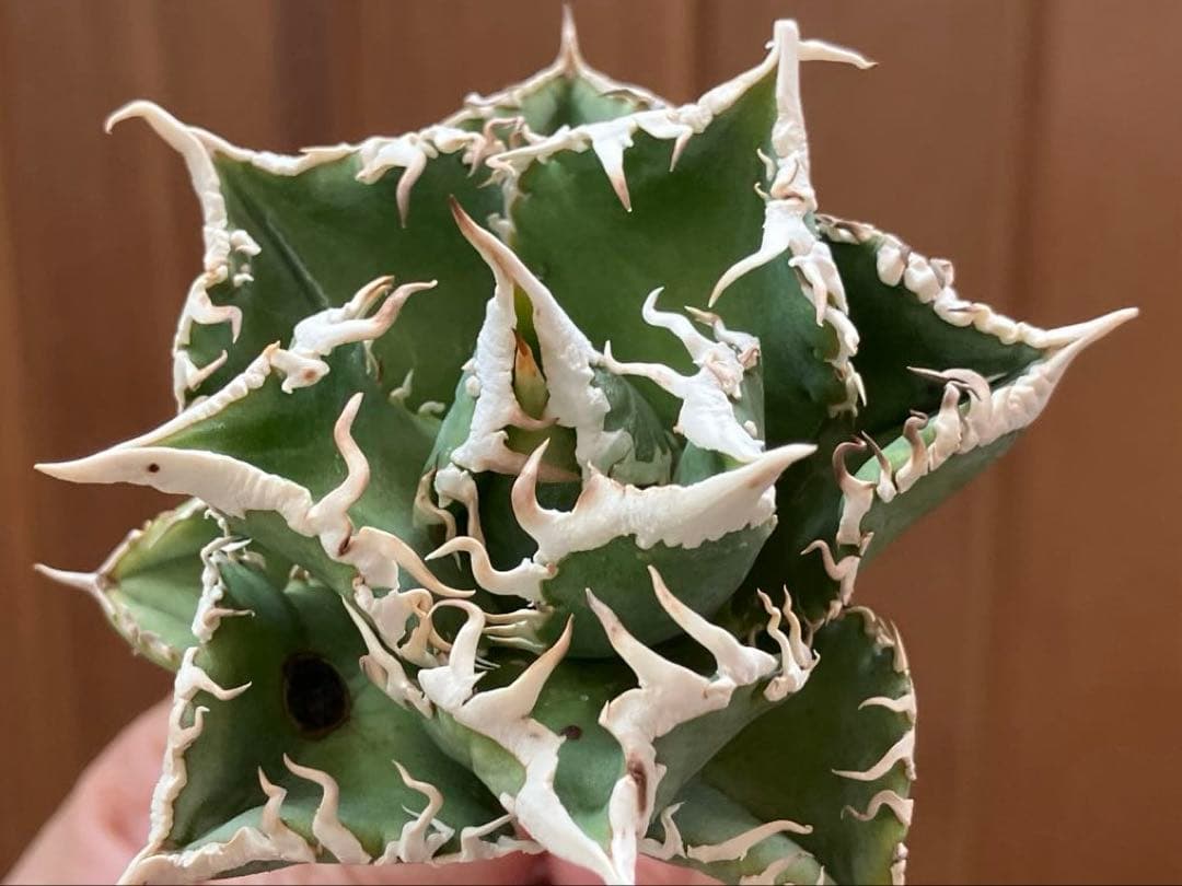 【オークション】10 超選抜　美株　太棘　アガべ　チタノタ　白豪刺　TC