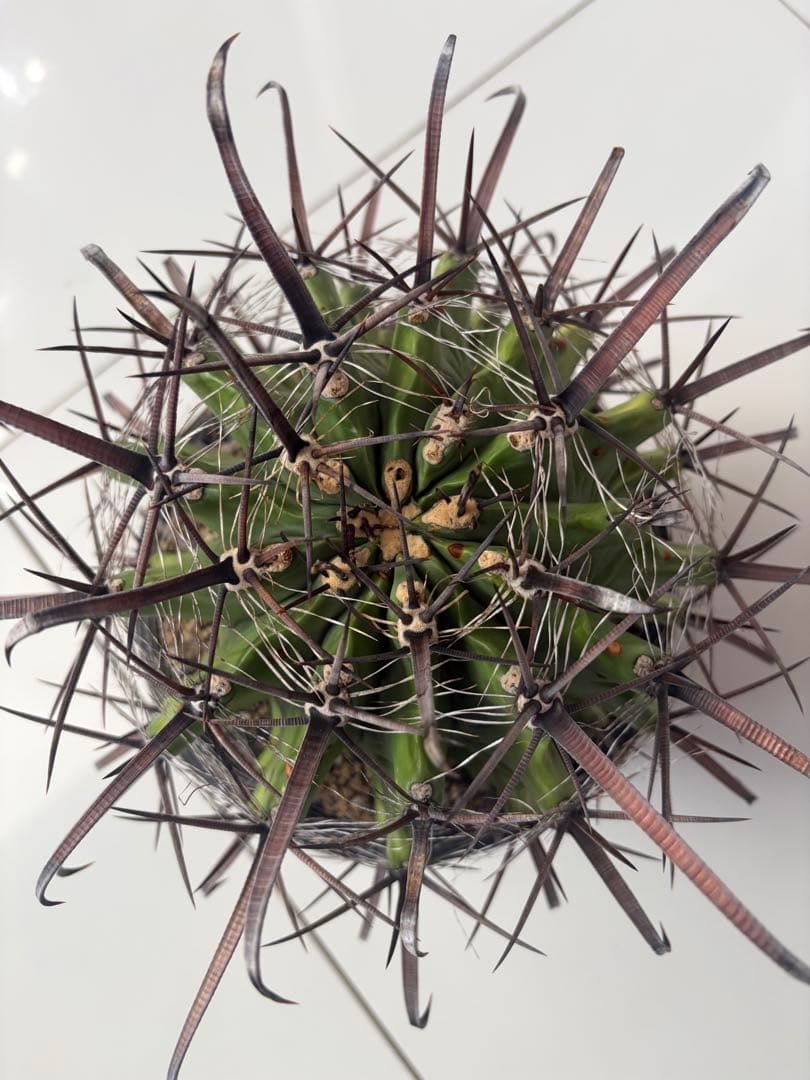 耐寒性サボテン　フェロカクタス巨鷲玉　大苗◇ドライガーデン多肉アガベ ユッカ南国