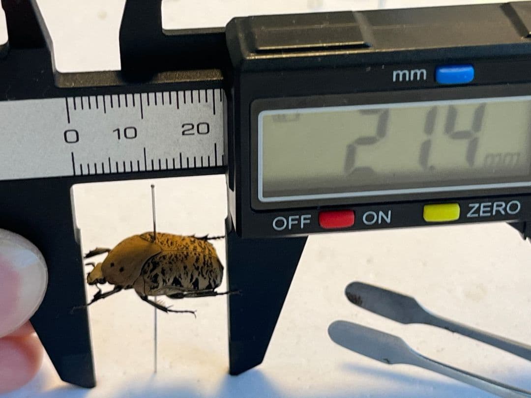 【21mm】ウスイロアヤヒシムネハナムグリ 標本カナブン プラチナコガネタマムシ