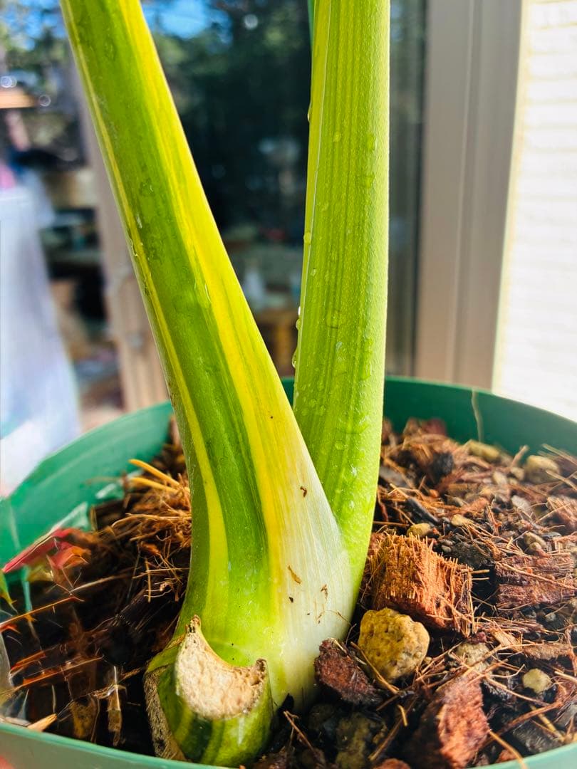 黄斑入り　モンステラモンステラ　デリシオーサ イエローマリリン　大株