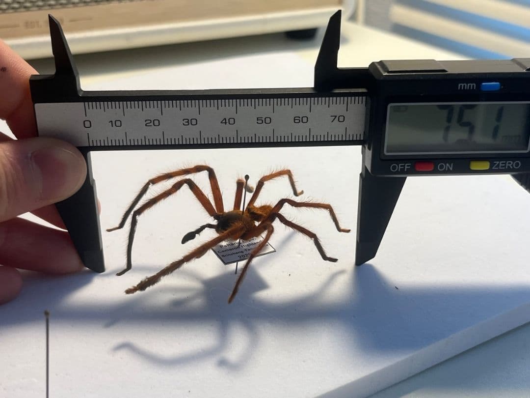 【標本】ラスティレッドハンツマン トゥルースパイダーマンティスムカデセンチピード