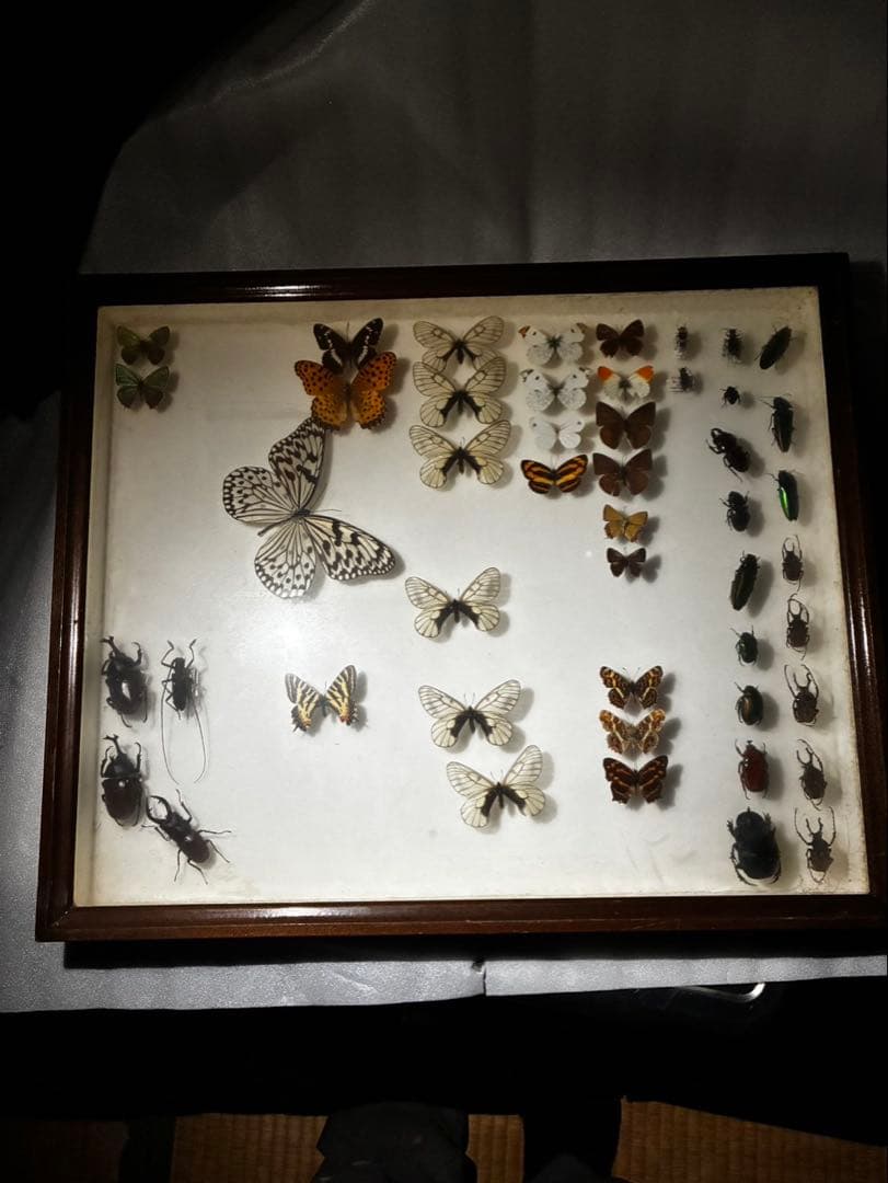 ま*る様 蝶　昆虫　カブトムシ　クワガタなどの標本　３つセット